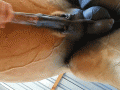 0004-xw7rcsq.gif